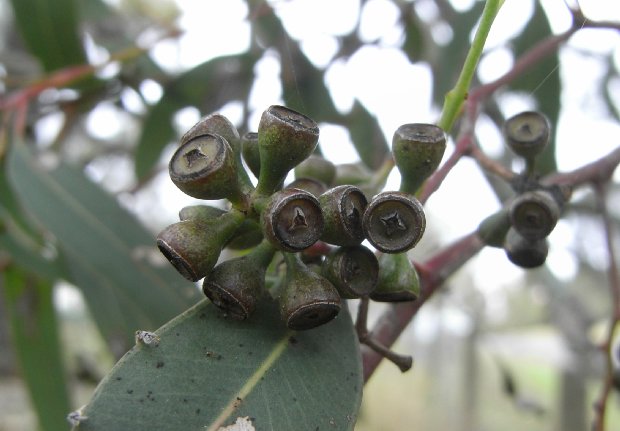 eucalyptus-oil